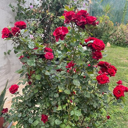 הוילה קליארי Casa Vacanze Federica מראה חיצוני תמונה