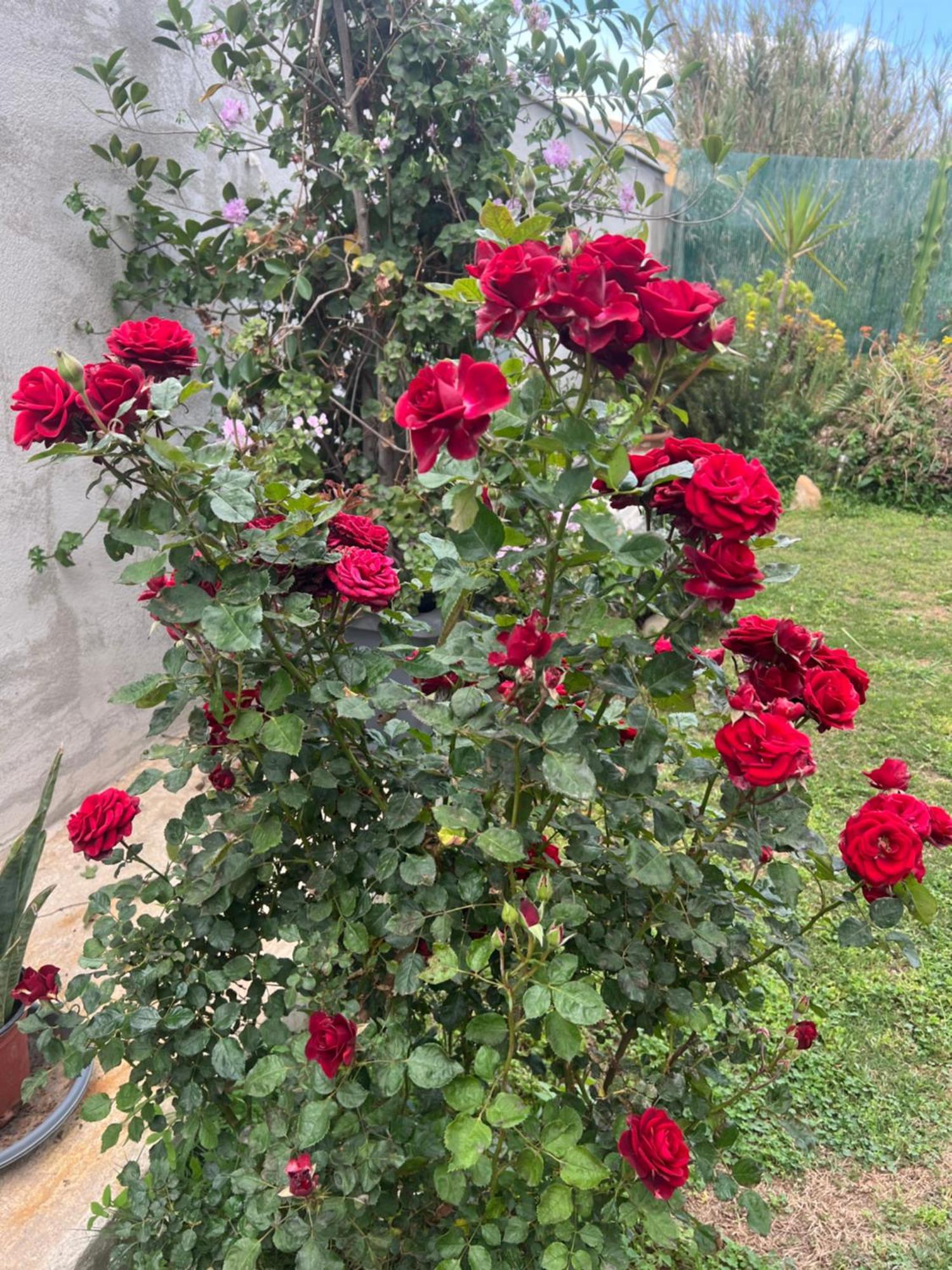 הוילה קליארי Casa Vacanze Federica מראה חיצוני תמונה